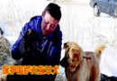 新疆青年傾盡全力保護哈薩克牧羊犬（分享）