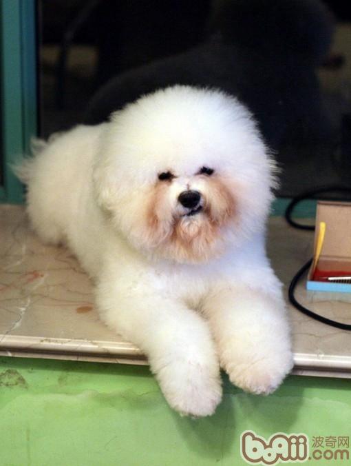 比熊犬