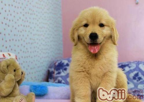 金毛幼犬