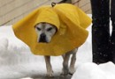 狗狗冬日需要進補的維生素