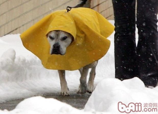 寵物犬