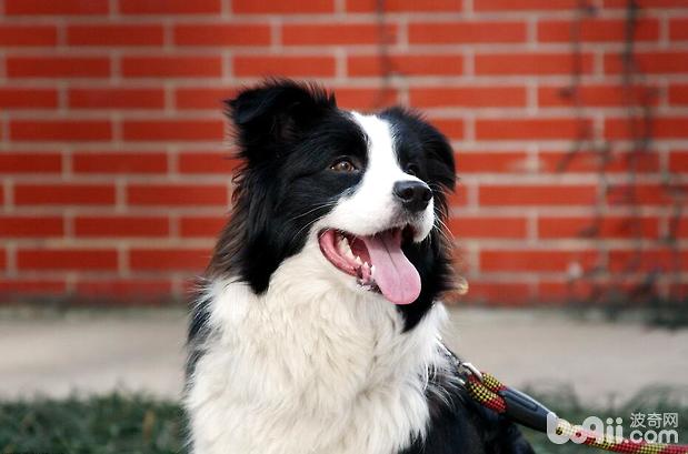 邊境牧羊犬