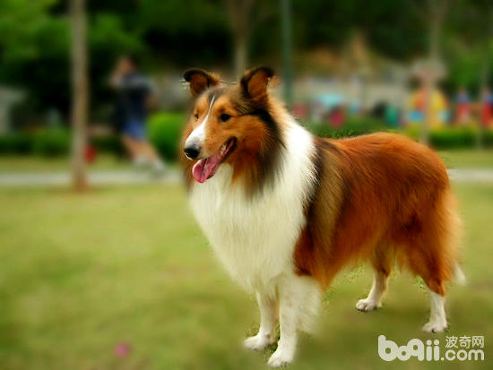 喜樂蒂犬