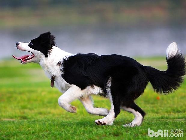 蘇格蘭牧羊犬
