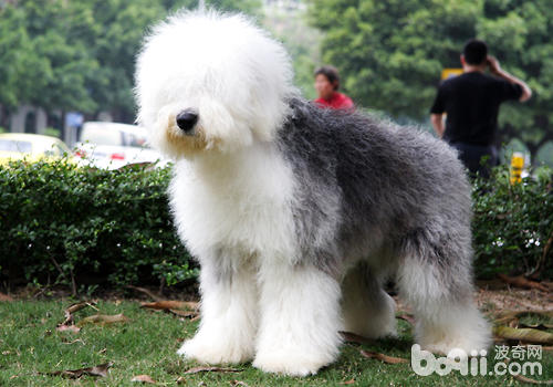 蘇格蘭牧羊犬