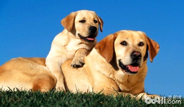 拉布拉多獵犬