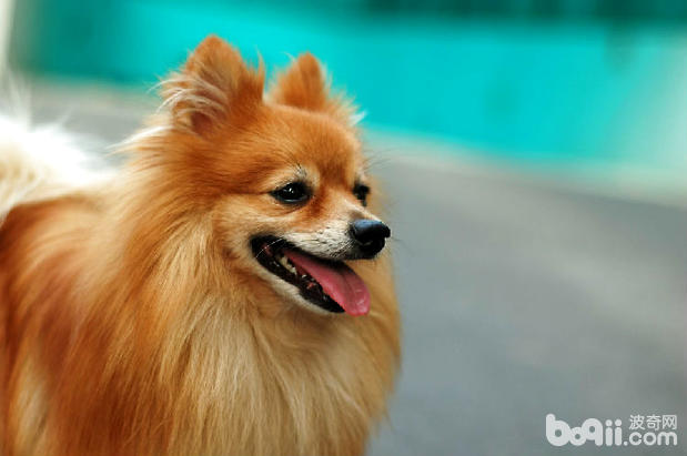 博美犬