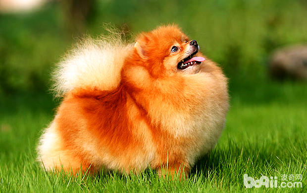 博美犬