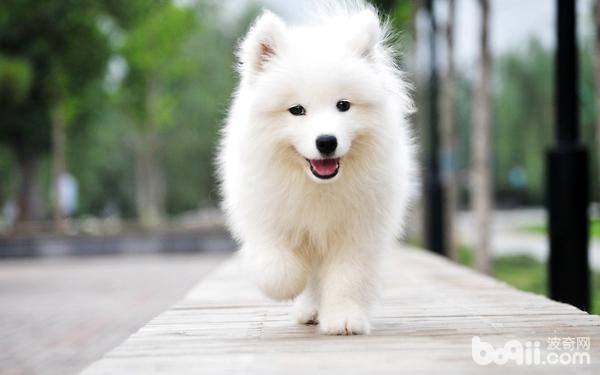 狗狗