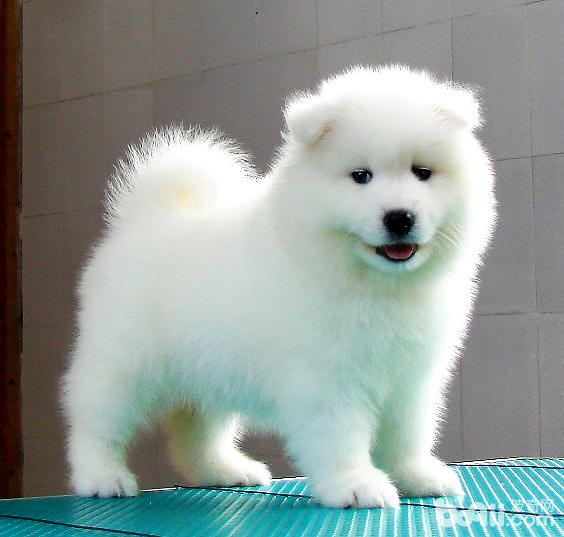 薩摩耶犬