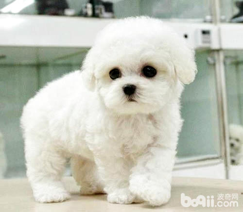 比熊犬