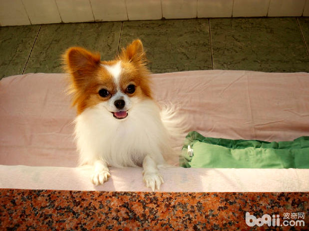 蝴蝶犬