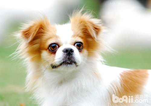 蝴蝶犬
