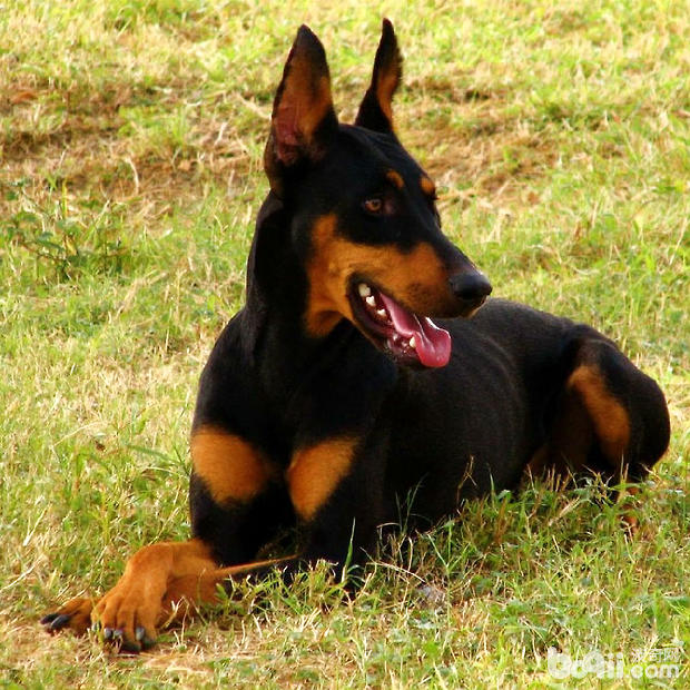 杜賓犬