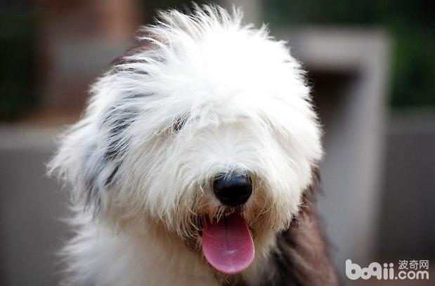 古代牧羊犬