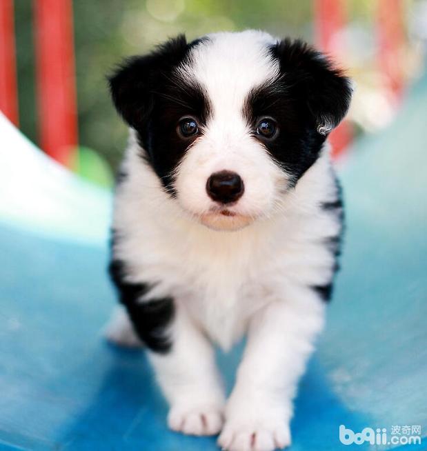 邊境牧羊犬
