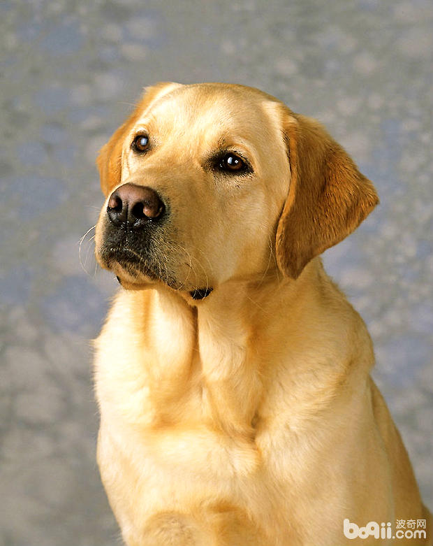 拉布拉多犬