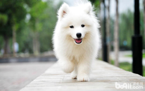 薩摩耶犬