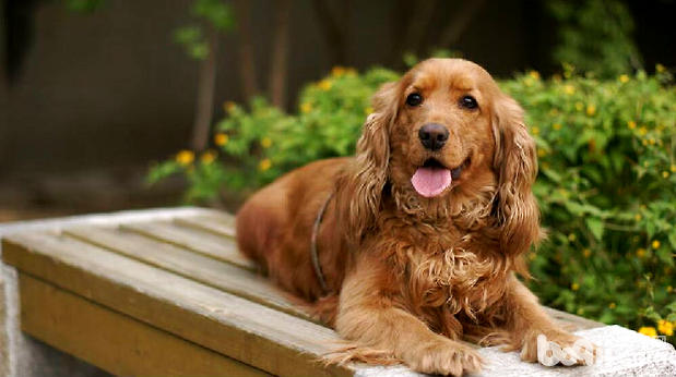 可卡犬