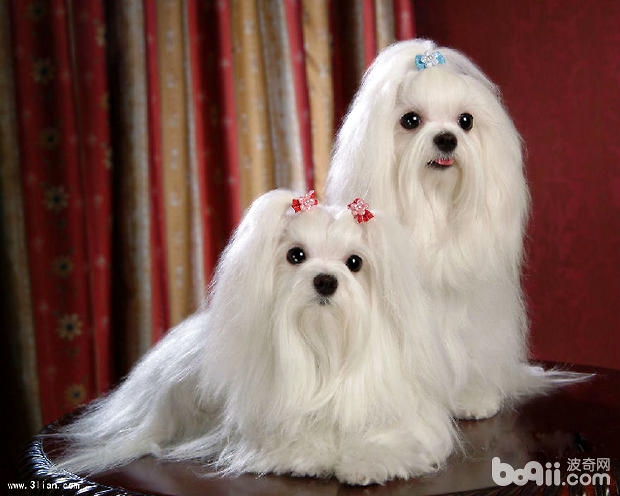 西施犬