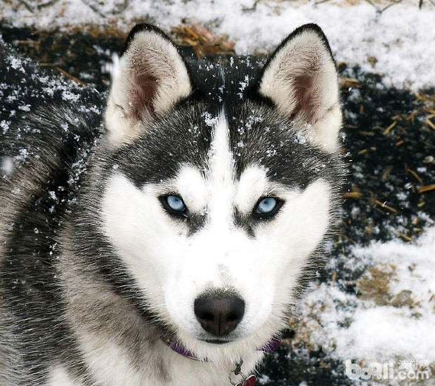 阿拉斯加雪橇犬