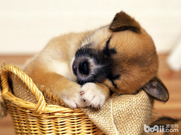 幼犬