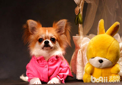 吉娃娃犬