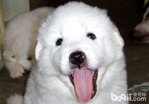 大白熊犬