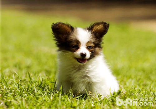 蝴蝶犬