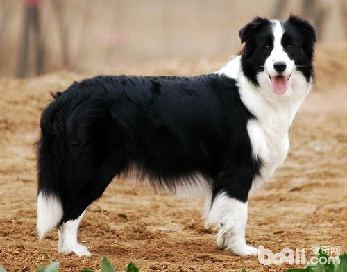 邊境牧羊犬