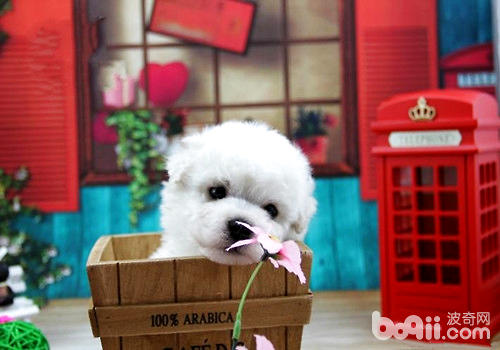比熊犬