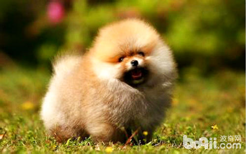 博美犬