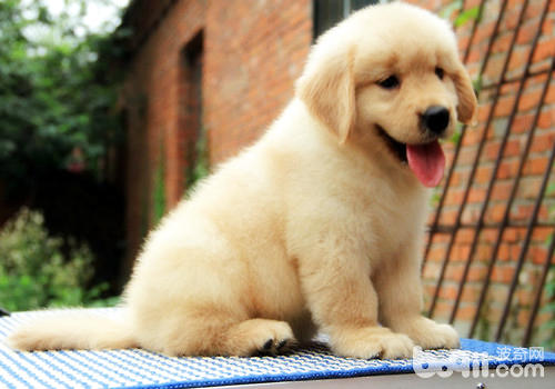 金毛犬