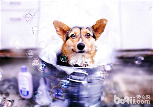 柯基犬
