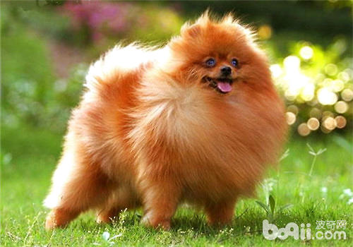 博美犬