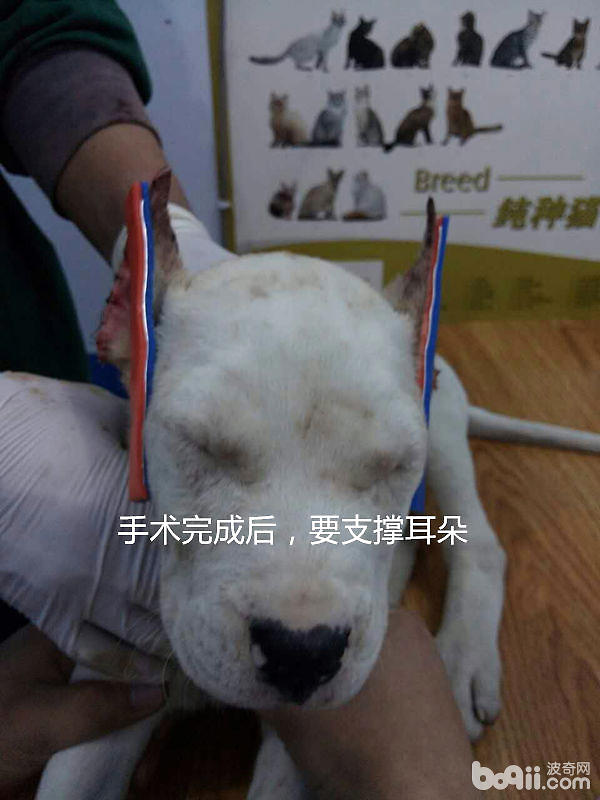 杜高立耳手術
