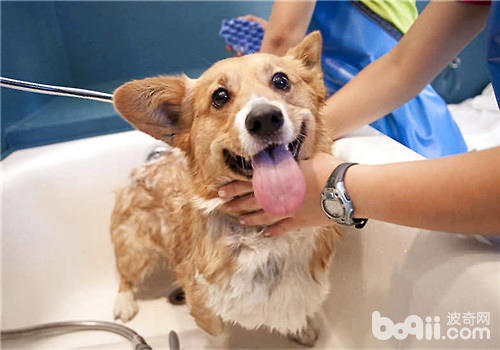 狗狗洗澡