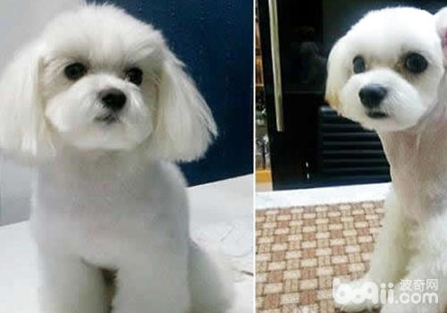 為狗狗整容著實沒有必要