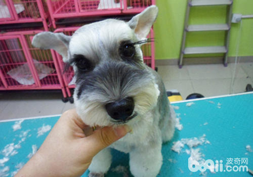 狗狗美容
