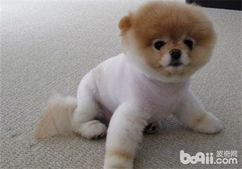博美犬