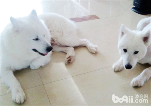 薩摩耶犬
