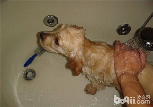 金毛犬