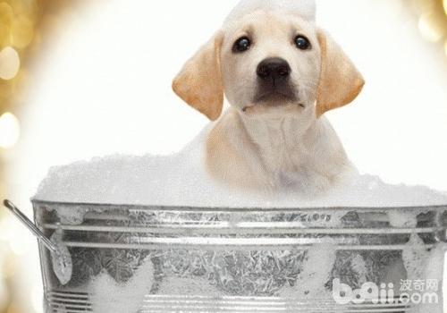 拉布拉多犬