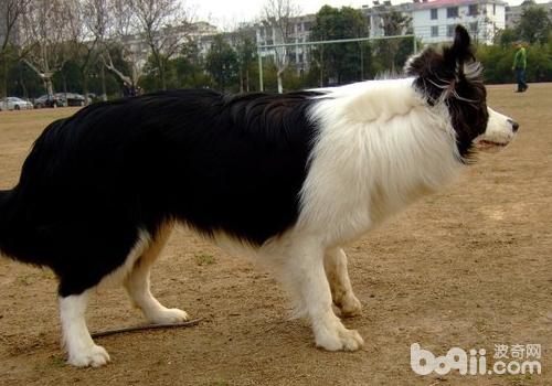 邊境牧羊犬