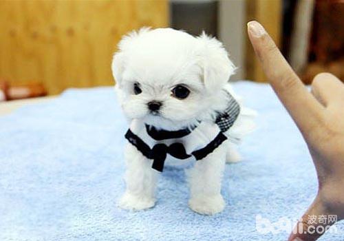 馬爾濟斯犬