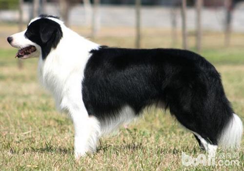 邊境牧羊犬