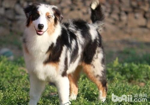澳大利亞牧羊犬