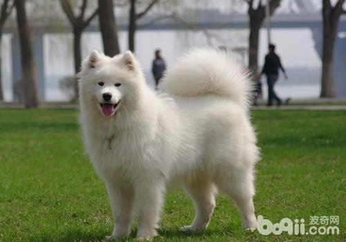 薩摩耶犬