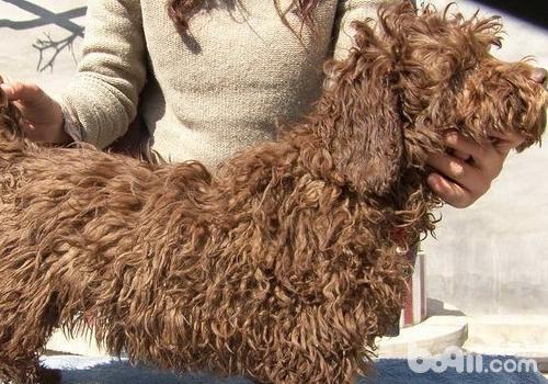 波利犬