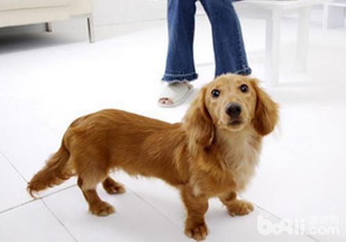臘腸犬